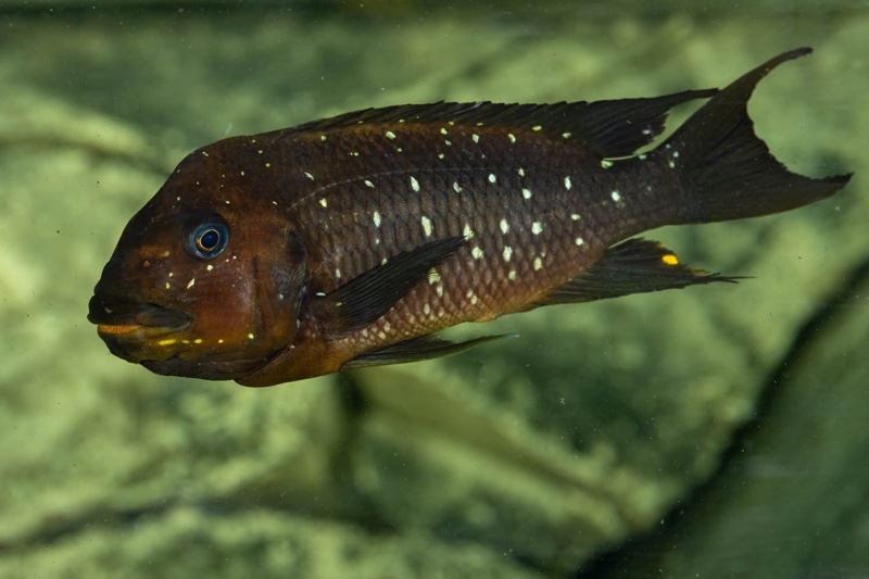 Petrochromis trewavasae 'Moliro'